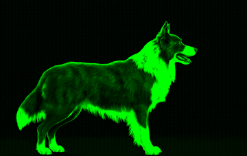 Border Collie